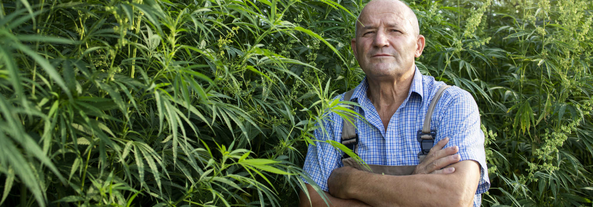 water purfication treatment cannabis growers